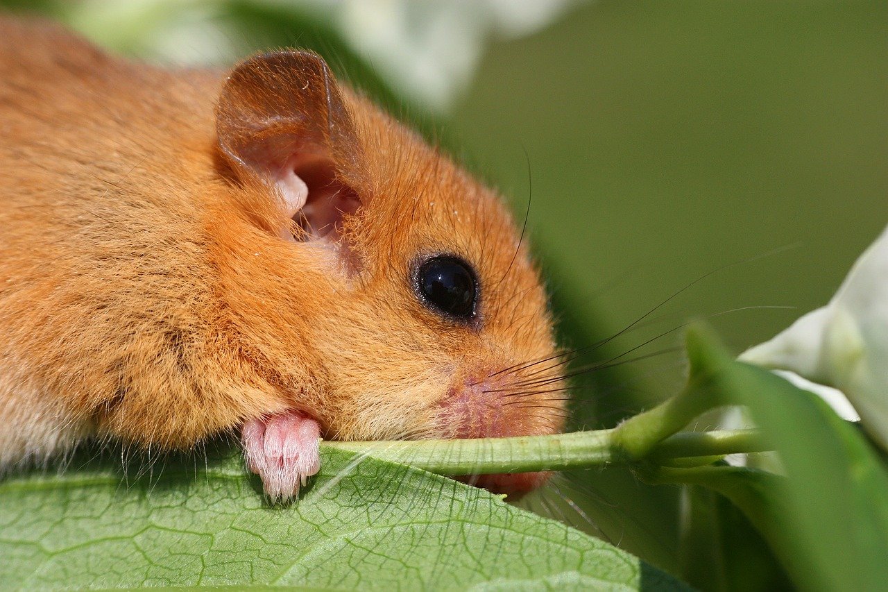 Dormouse