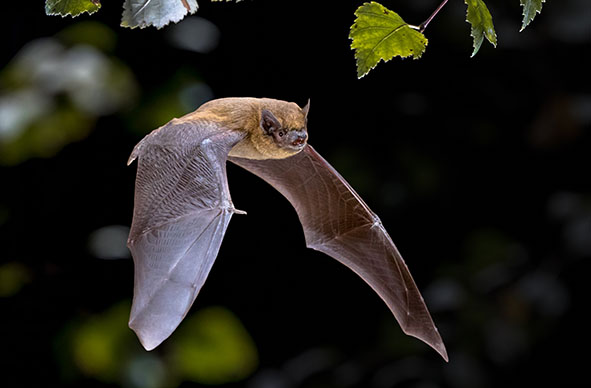 Introduction to Bats