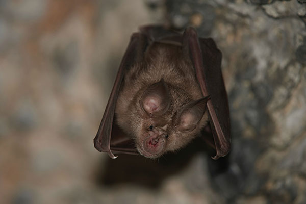 Bat Activity Surveys Emergence And Transects Ecology Training Uk