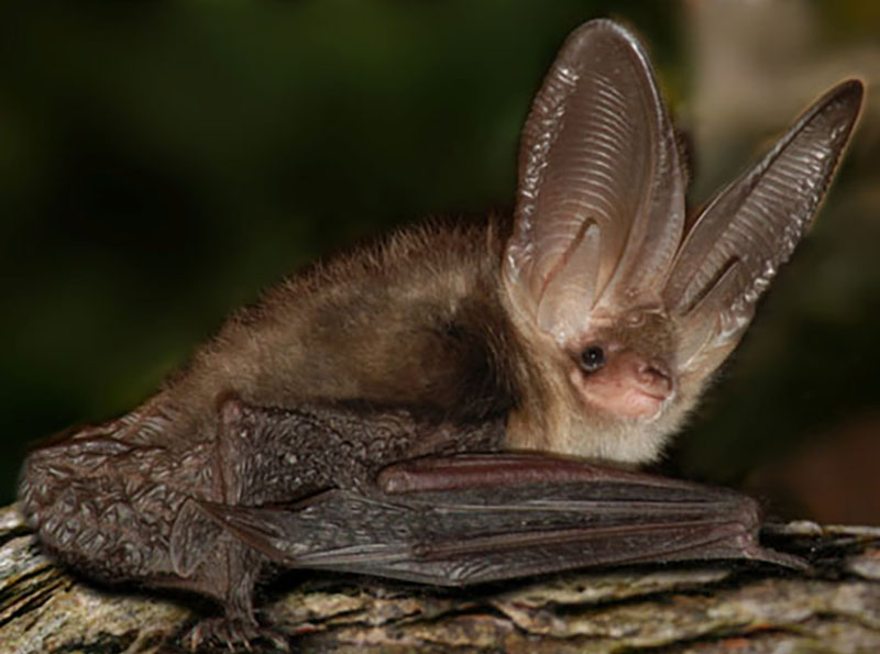 Bat Ecology and Surveying