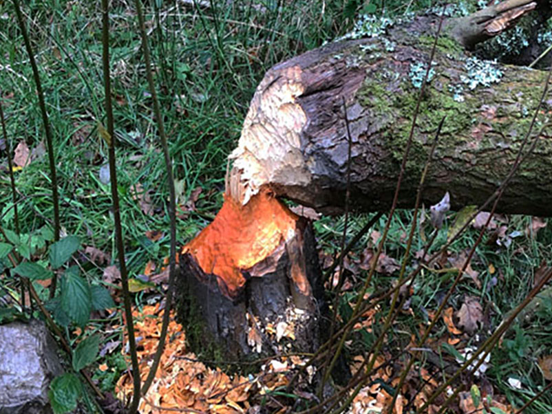 Beaver Ecology and Surveying - 26th April 2024 - Otterton, Devon