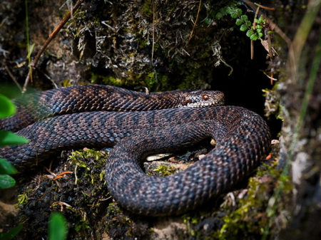 Reptile and Amphibian ID and Surveying - Ecology Training UK