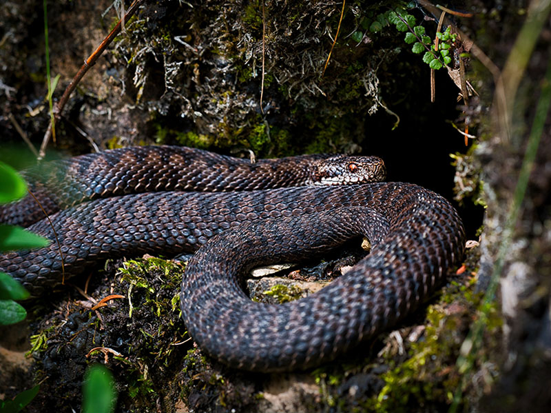 Reptile Ecology and Surveying