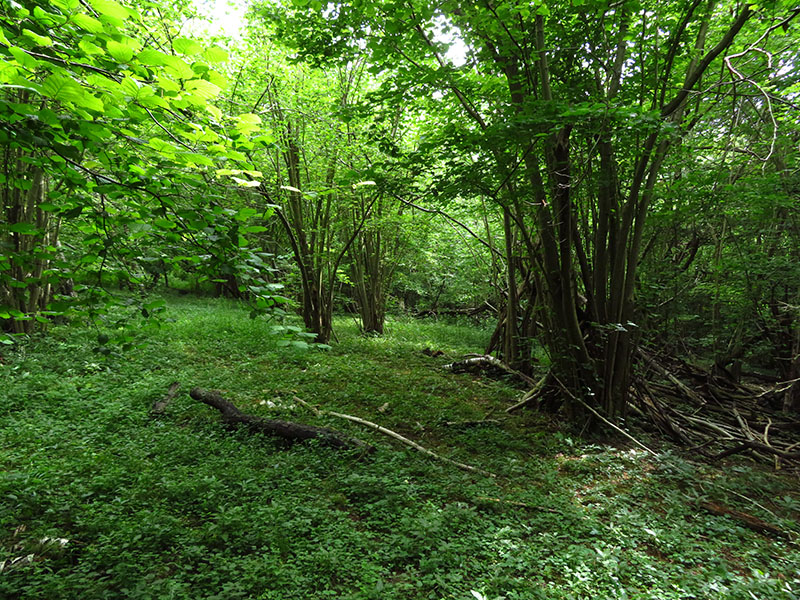 Woodland Management for Biodiversity