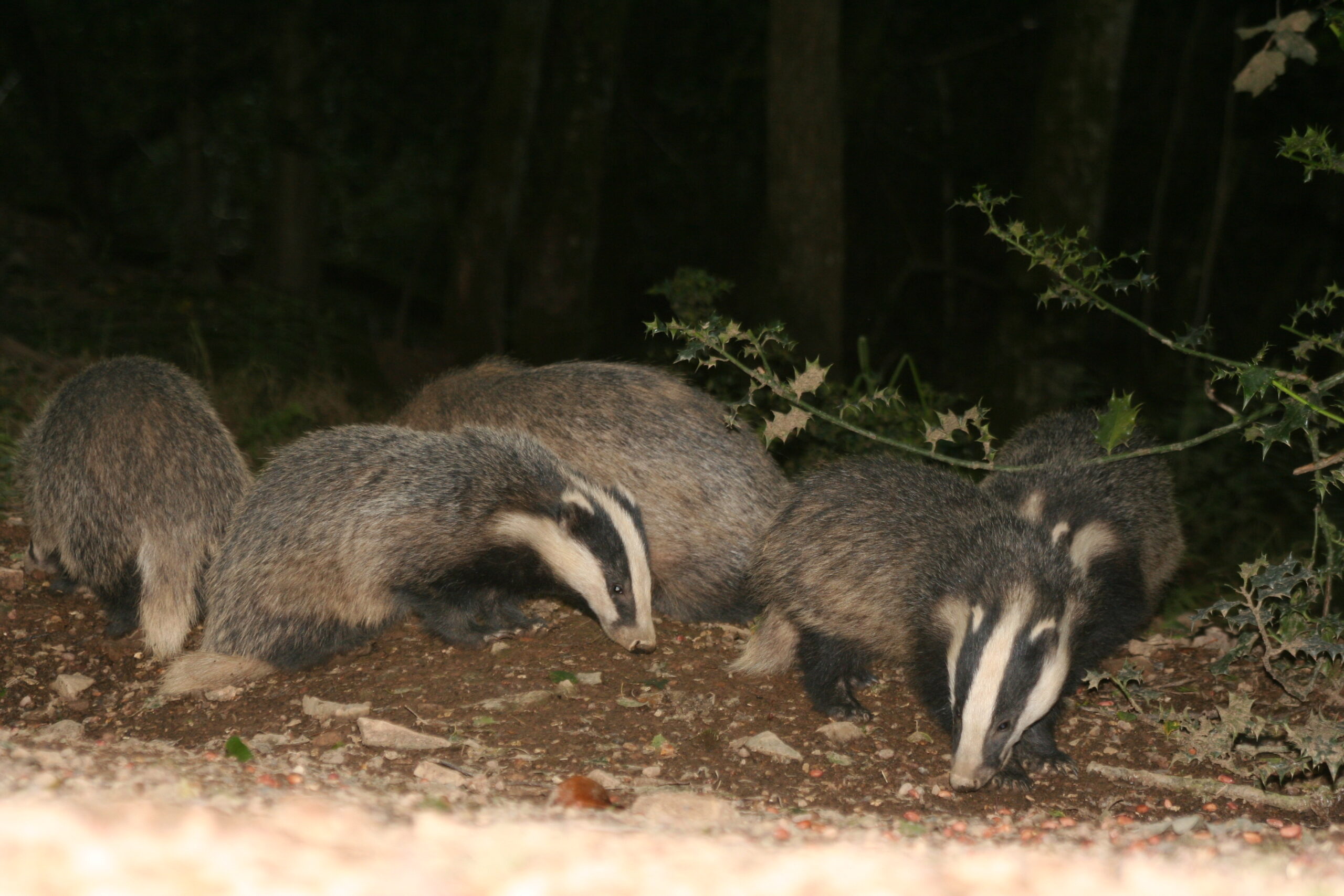 Badgers and Developments