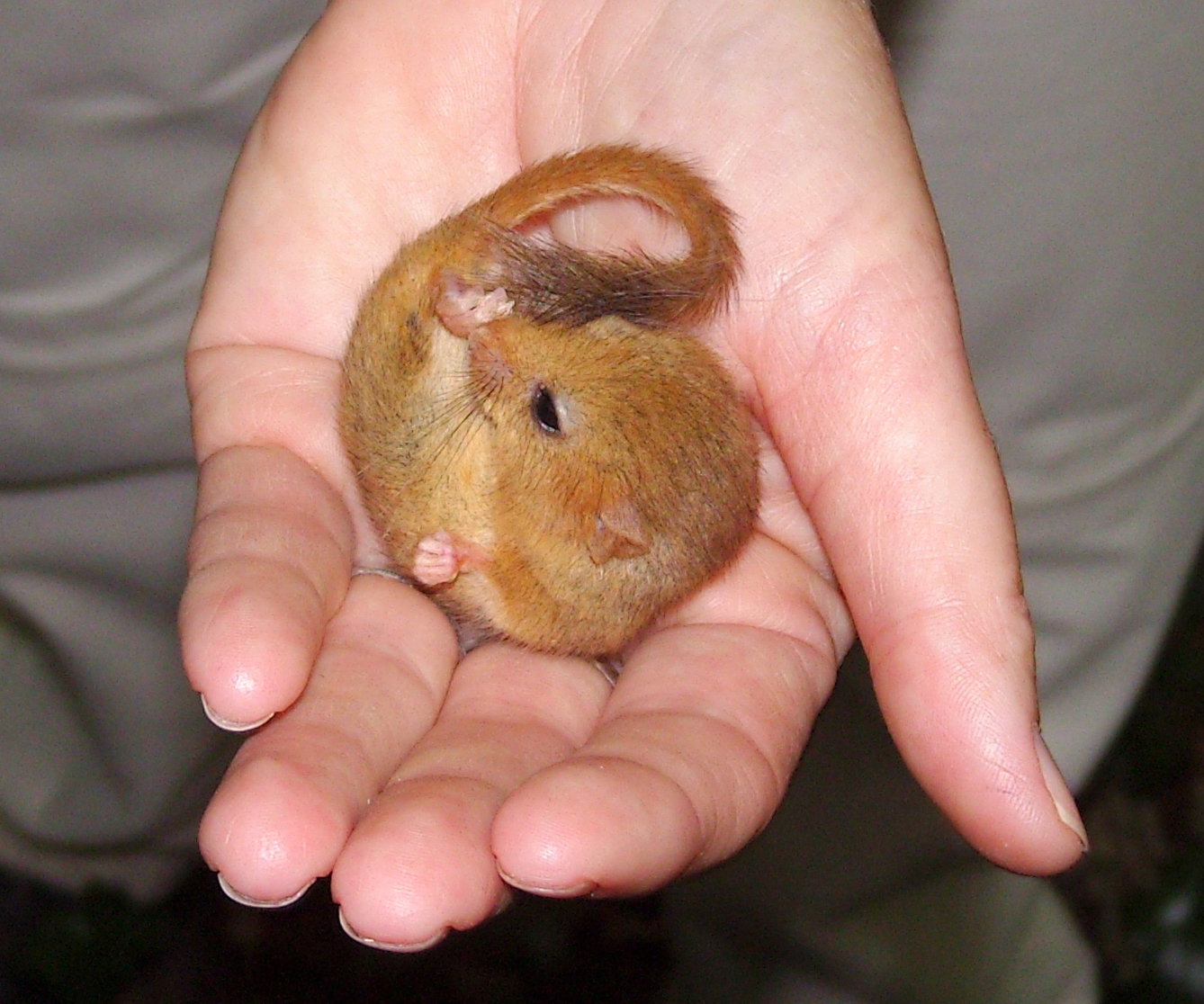 Dormice and Developments