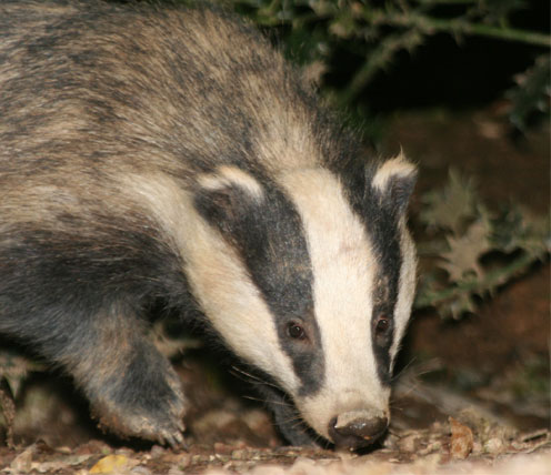 Badger Ecology and Surveying - 4th October 2023 - Exeter