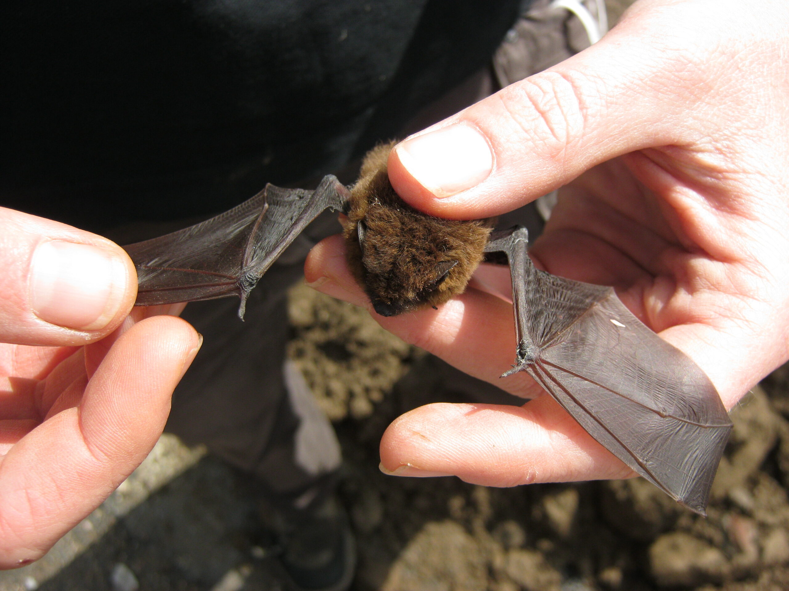 Bat Ecology and Surveying - 18th-19th September 2024 - Exeter