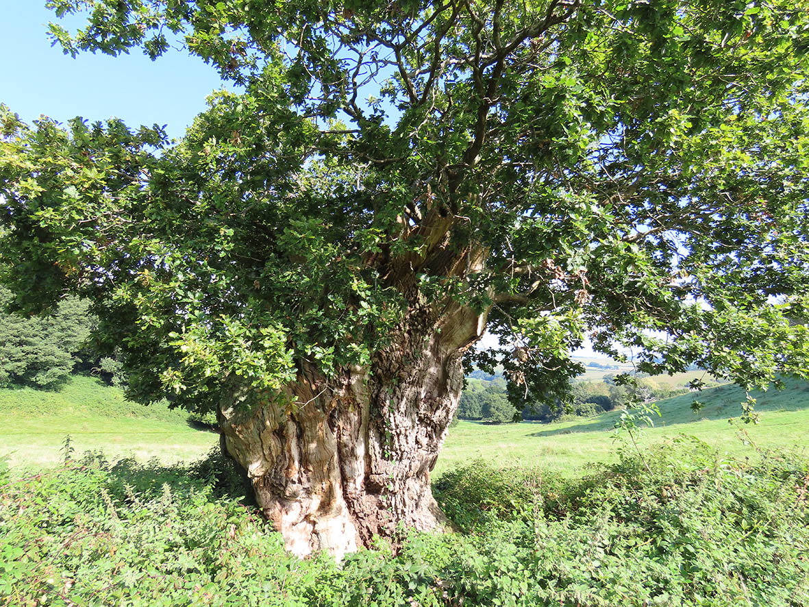 Killerton veteran oak
