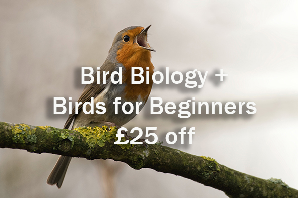 Bird Course Online Bundle