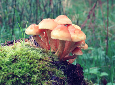 interesting fungi