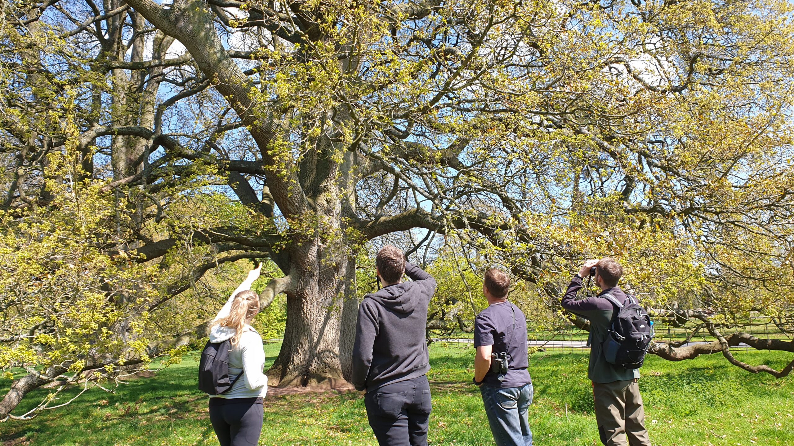 Bat Licence Training: Intro Webinar 27th February 2024