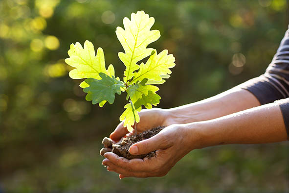 Environment,Earth,Day,In,The,Hands,Of,Trees,Growing,Seedlings