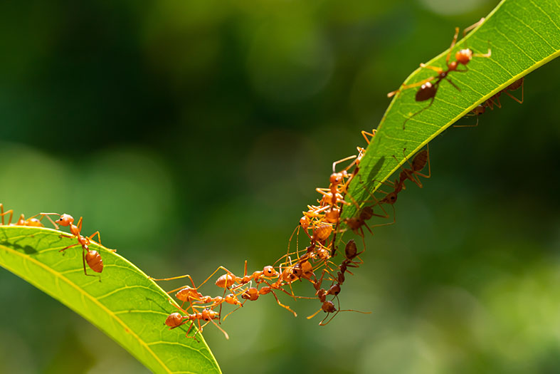 Entomology course