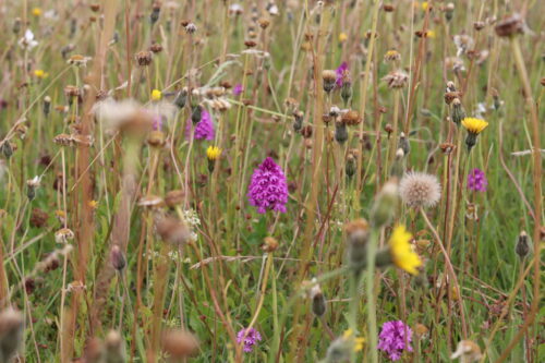 What is Biodiversity Net Gain?