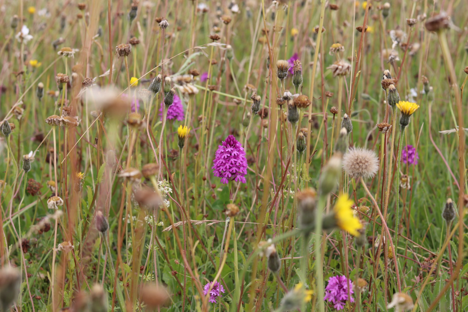 What is Biodiversity Net Gain?