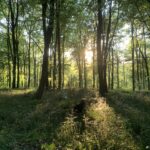 Woodland Management Courses