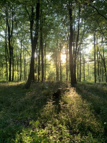 Woodland Management Courses