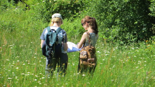 Key skills for ecologists