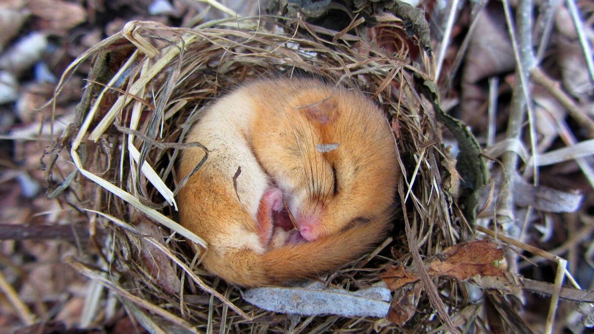 how to get a dormouse licence