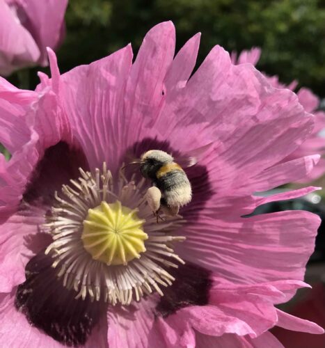 Why are bees important