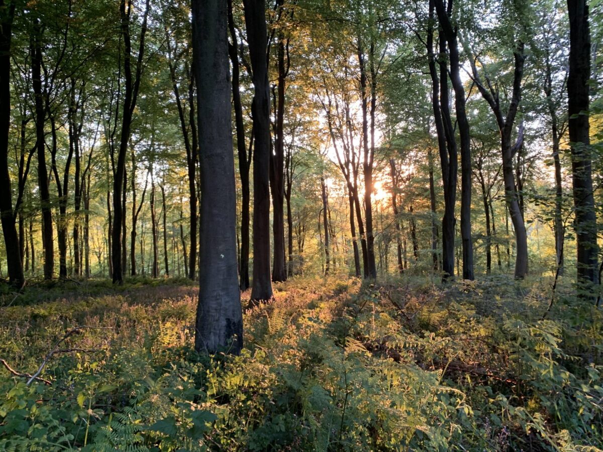 Woodland Management matters