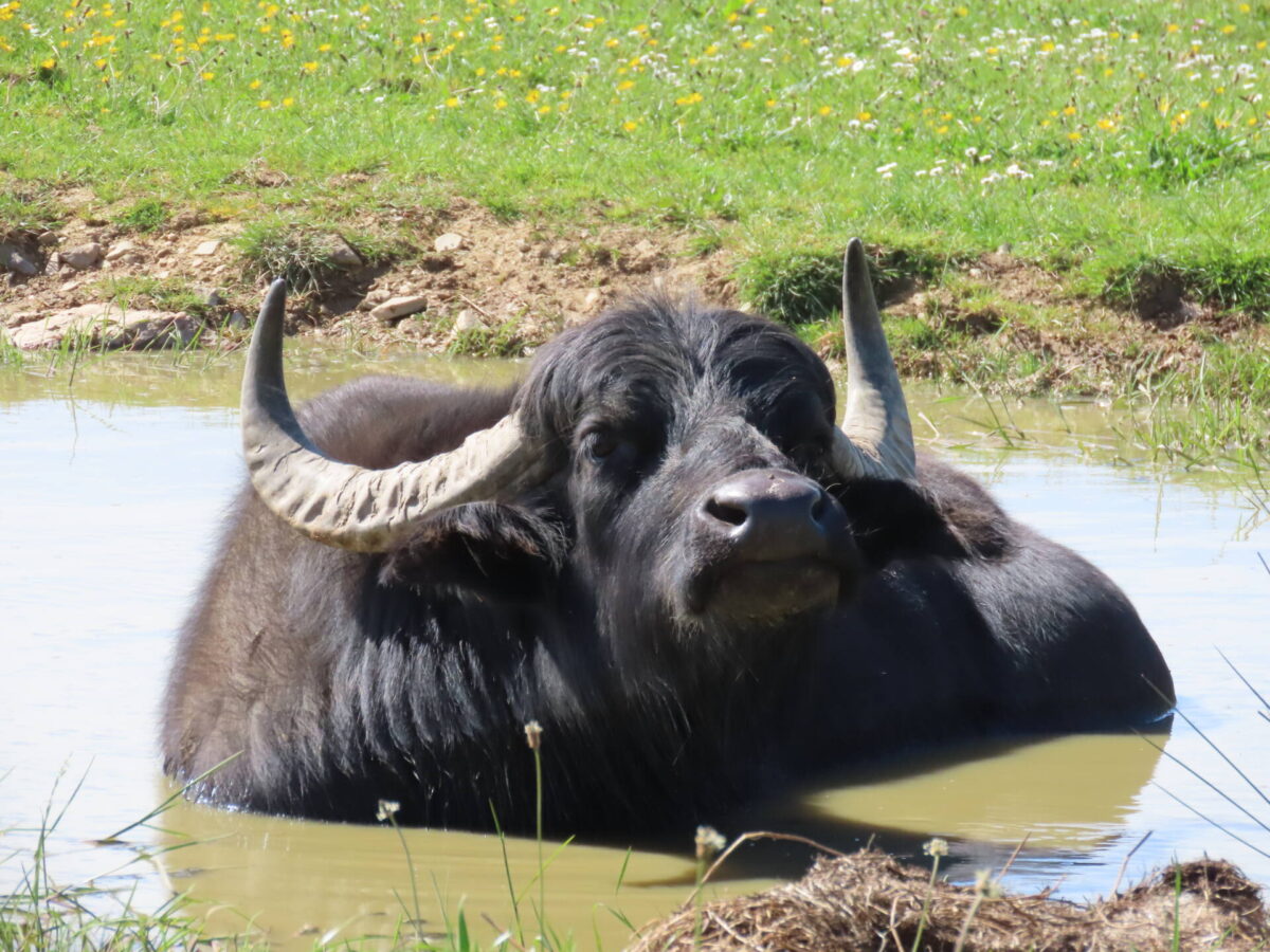 How to help wildlife during a heatwave