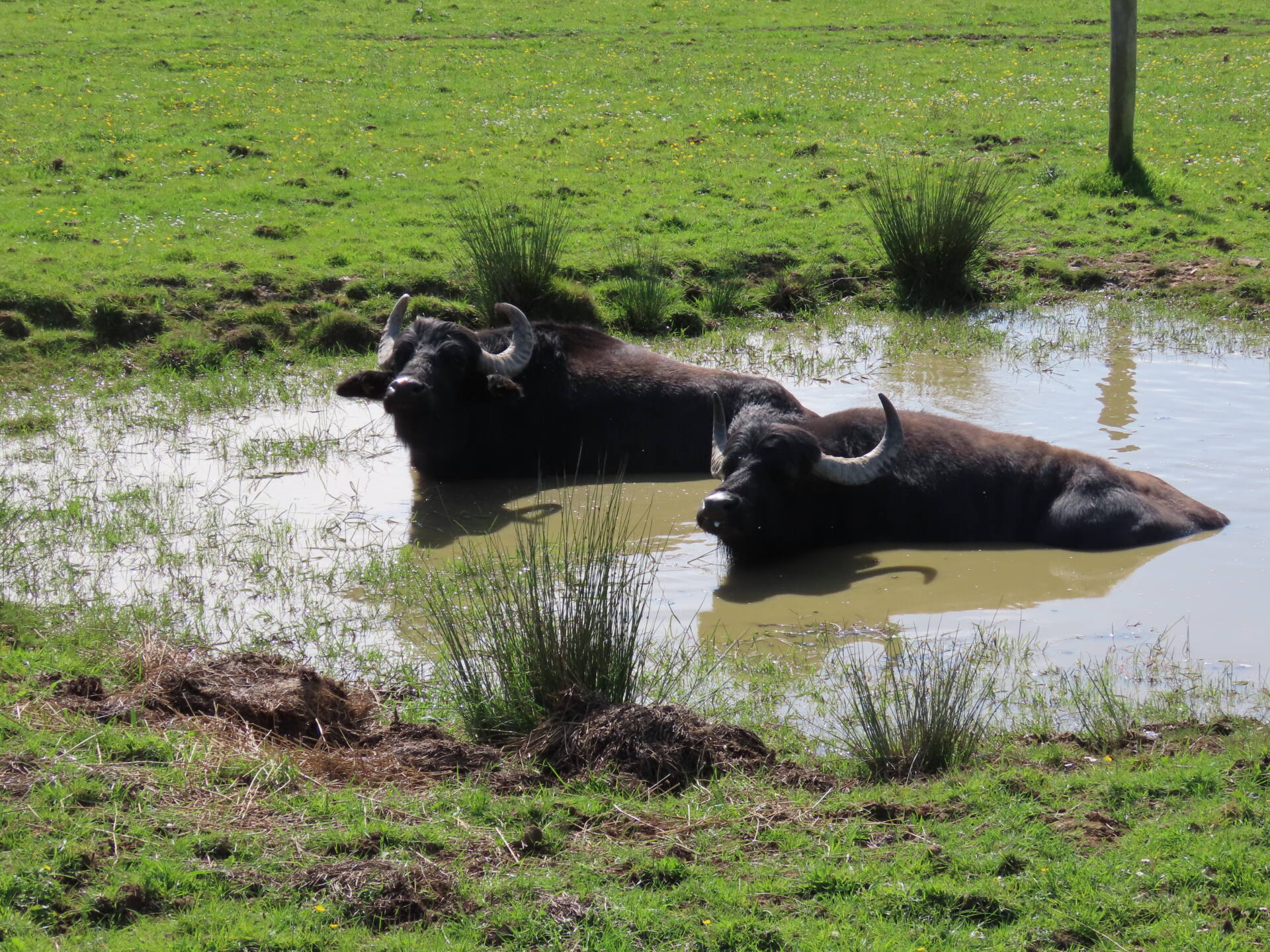 Practical Rewilding - Coombeshead, Devon: 30th April - 1st May 2027