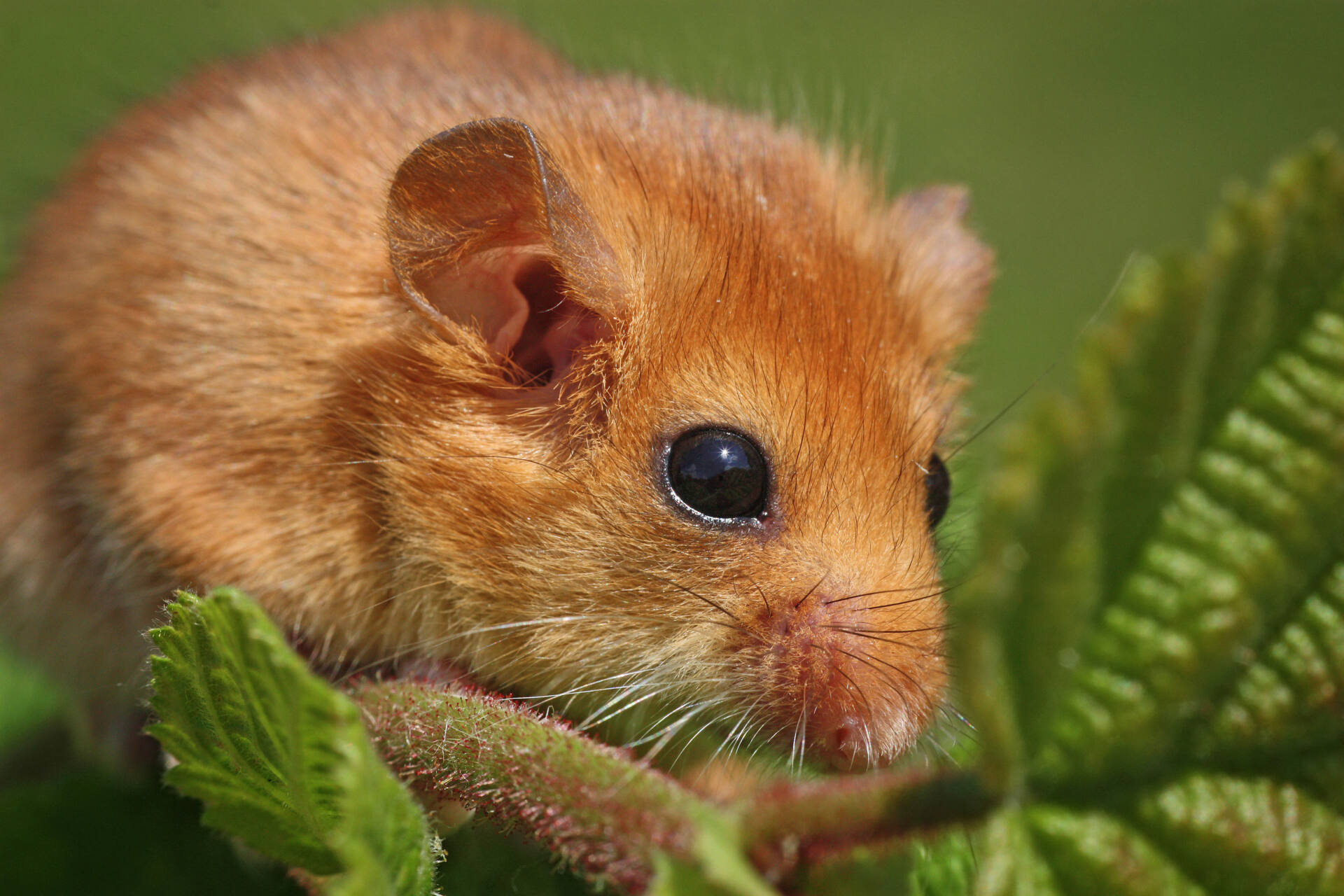 Dormouse Ecology and Surveying: 16th May 2027 - Hampshire